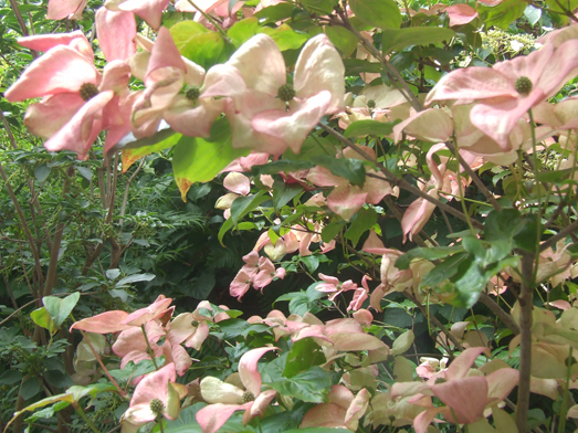 Dogwoods in Victoria